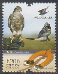 Falcoaria - Gaviao